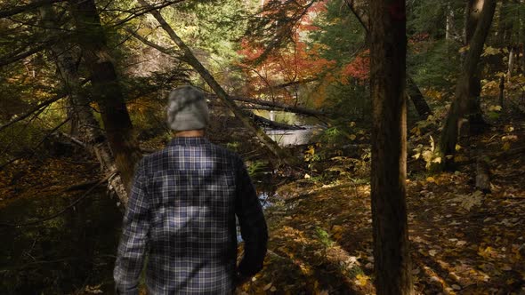 Man in Blue Plaid Shirt Hikes in Amazing Fall Forest Colors, Handheld. Caucasian Male walks by Peace