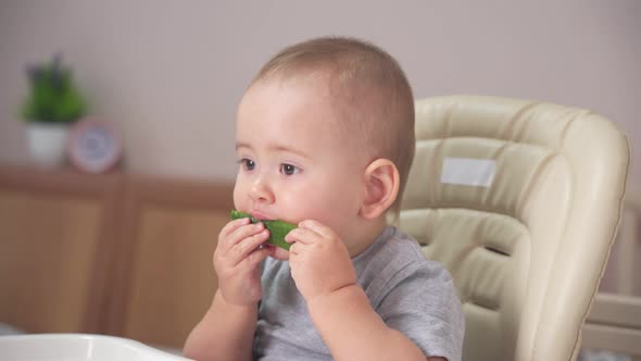 toddler 12-17 months old eats a green cucumber sitting on a feeding chair