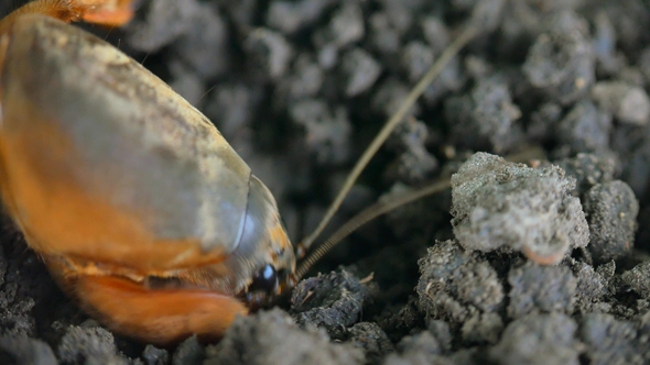 Gryllotalpa Medvedka Crawls on the Ground.