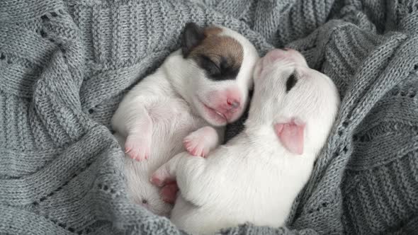 Newborn Puppy Sleeping on Knitted Plaid