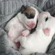 Newborn Puppy Sleeping on Knitted Plaid - VideoHive Item for Sale