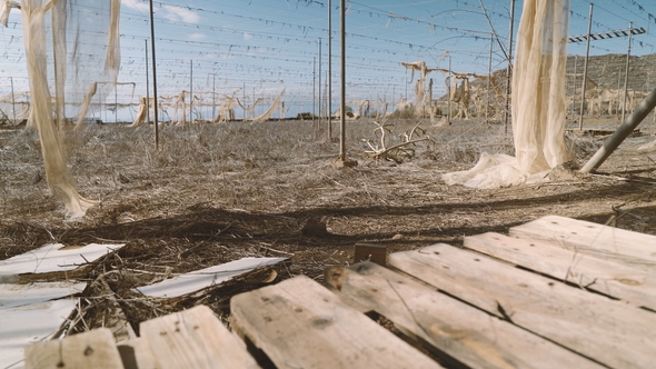 The Drought Destroyed the Harvest and Ravaged an Agricultural Farm