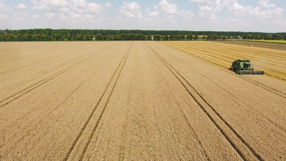 Storks on the Wheat Field Where Harvesting Is Taking Place alt