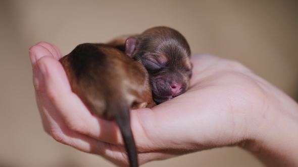 Newborn Puppy of Brown Color. Curled in a Ring and Lies on the Palm of Your Hand