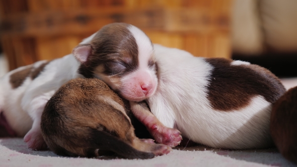 Newborn Puppies Are Pressed Against Each Other