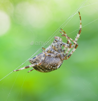 p of a brown spider isolated on green background.
