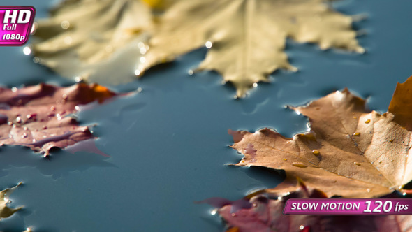 Drop of Water and Maple Leaves alt