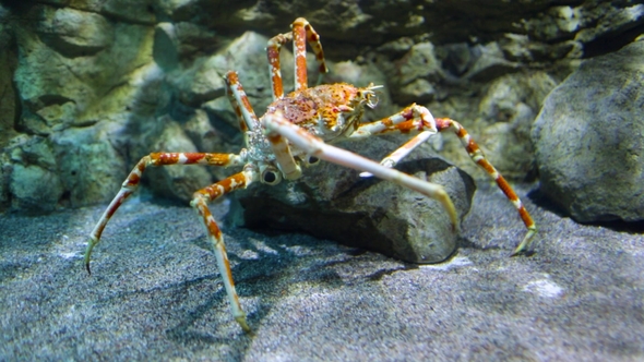 Japanese Spider Crab - (Macrocheira Kaempferi)