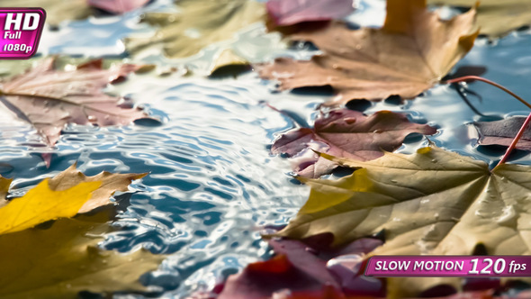 Breeze Stirs the Fallen Leaves alt