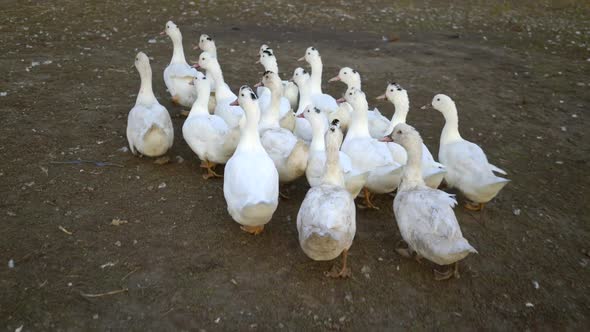 White Geese Walking Outdoors