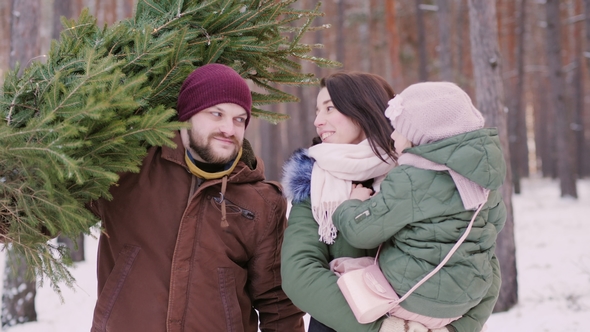 Two Parents with a Child Driving a New Year Tree on a Sled on a Snowy Forest.