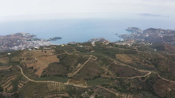 Flying above Plantations of Olive trees. Aerial view of Mediterranean coast. 