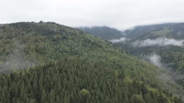 Ukraine, Carpathian Mountains: Beautiful Mountain Forest Landscape. Aerial, Flat, Gray