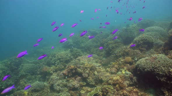 Coral Reef and Tropical Fish