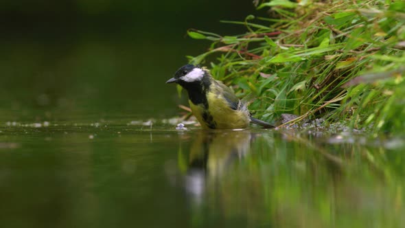 Curious behaviour of wet great tit taking a bath; low angle, reflection