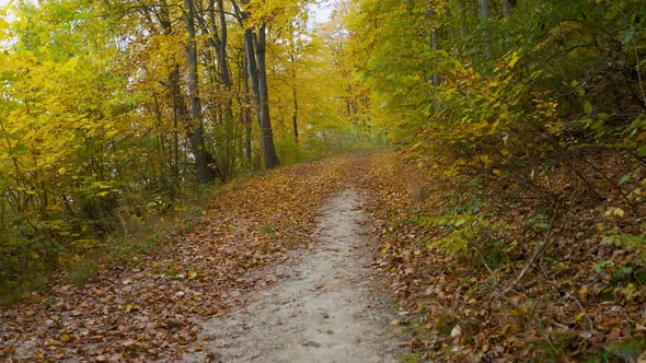 Smooth Movement Along a Forest Path in Autumn. Ground Is Strewn with Bright Yellow Leaves