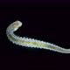 Worm Larva Nektoheta Under a Microscope Family Spionidae Class Polychaeta Have Two Tentacles That - VideoHive Item for Sale