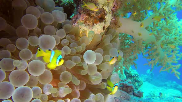 Clownfish and Sea Anemones with Broccoli