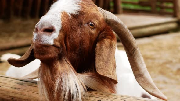 A beautiful shaggy mountain goat of white-brown color looks into the frame and chews the grass.