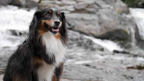 A smiling mini Australian Shepherd sitting with rushing water in the background.