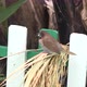 A scaly breasted munis bird eating grains of rice. - VideoHive Item for Sale