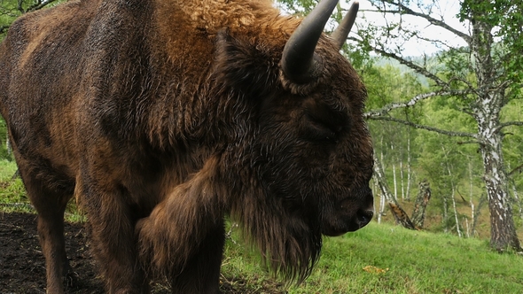 Closeup of a European Bison Aurochs