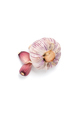 The head of pink garlic and lobules on a white background close- - PhotoDune Item for Sale