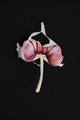 Broken pink garlic close-up on a black background. - PhotoDune Item for Sale