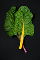 Two leaves of Mangold (salad chard) close-up on a black backgrou - PhotoDune Item for Sale