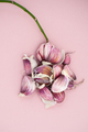Cloves of garlic and the young branch of orchids on a soft pink - PhotoDune Item for Sale