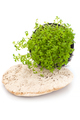 Fresh Cress Salad (Lepidium sativum) on a white background. - PhotoDune Item for Sale