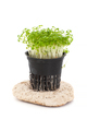 Fresh Cress Salad (Lepidium sativum) growing in a pot on a white - PhotoDune Item for Sale