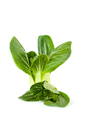 Fresh Chinese cabbage (Pak-choi) on a clean white background. Is - PhotoDune Item for Sale