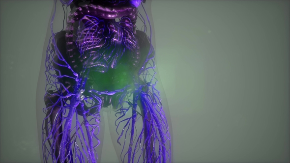 Human Body with Glow Blood Vessels alt