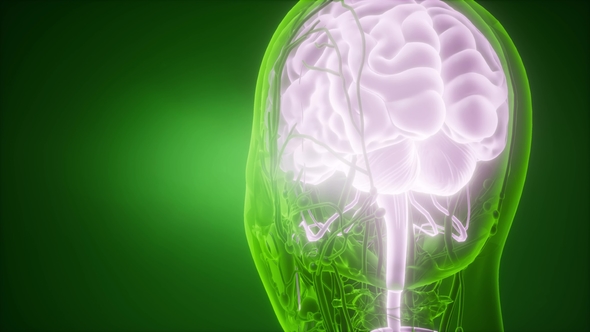 Anatomy of Human Brain alt