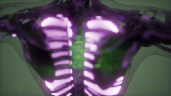 Human Body with Visible Lungs alt