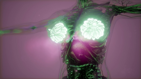 Human Body with Visible Glow Mammary Gland alt