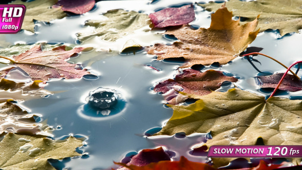 Drops of Water and Fallen Maple Leaves alt