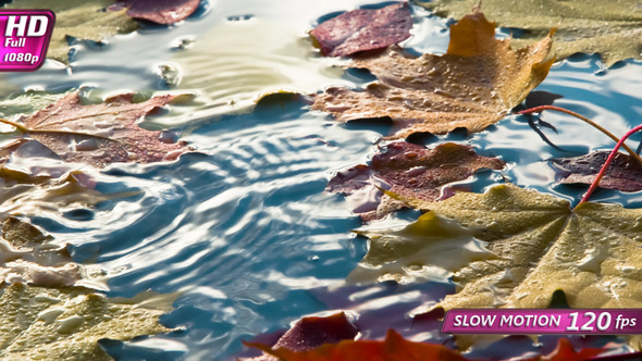 Raindrops are Falling on the Leaves alt