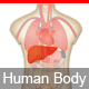 Interactive Human Body Organs Diagram - CodeCanyon Item for Sale
