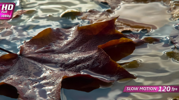 Raindrops and Autumn Leaves alt