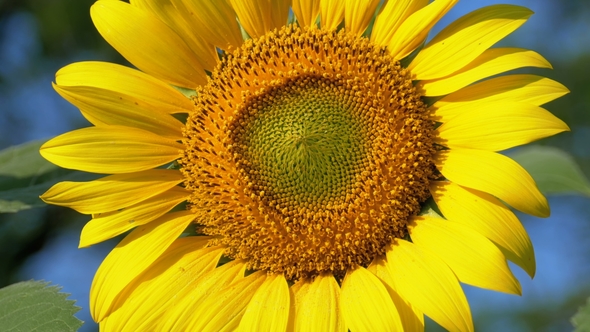 Sunflower in the Field