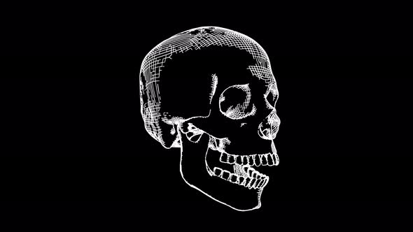 Sketch Style Human Skull White and Black Colored Looped Animation