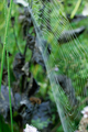 spider web - PhotoDune Item for Sale