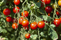 Organic Red Cherry Tomatoes - PhotoDune Item for Sale