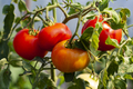 Four Red Tomatoes - PhotoDune Item for Sale