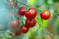 Cherry Tomatoes Growth - PhotoDune Item for Sale