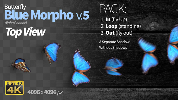 Butterfly Blue Morpho 5