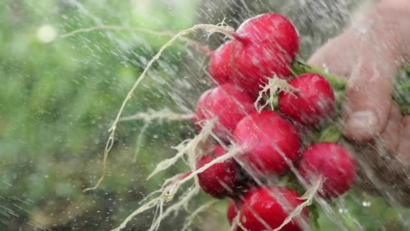 Close-up View of a Bunch of Fresh Radishes, Which Is Watered with a Shower Tap and Washed From Dirt