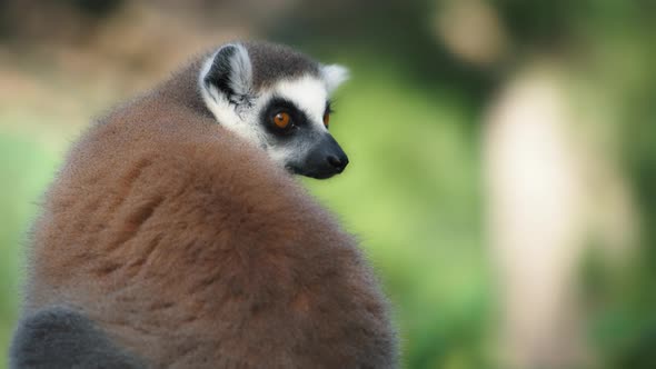 Ring-Tailed Lemur sitting on a tree